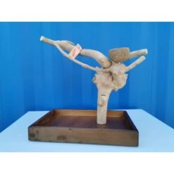 Aire De Jeux En Bois De Java Avec Socle - Small - Back Zoo Nature -Oiseaux De Compagnie aire de jeux en bois de java avec socle small back zoo nature zf1112 back zoo nature aire de jeux en bois de java avec socle et 1 2