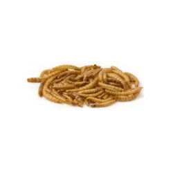 Mealworm, Vers De Farine Déshydratés, Seau De 5L - Ornibird -Oiseaux De Compagnie mealworm vers de farine deshydrates seau de 5l ornibird 10630 5l private label ornibird alimentation riche en proteines pour ois 1