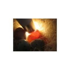 Mire Oeufs - Fauna -Oiseaux De Compagnie mire oeufs fauna 14340 fauna birdproducts ce stylo permet de controler la fecondite des oeufs il est livre avec 2 piles 2