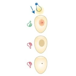 Mire Oeufs Flexible Avec Led -Oiseaux De Compagnie mire oeufs flexible avec led 14350 fauna birdproducts lampe torche de la marque fauna 12 cm de cou flexible dimensions 204 x 15 1 3