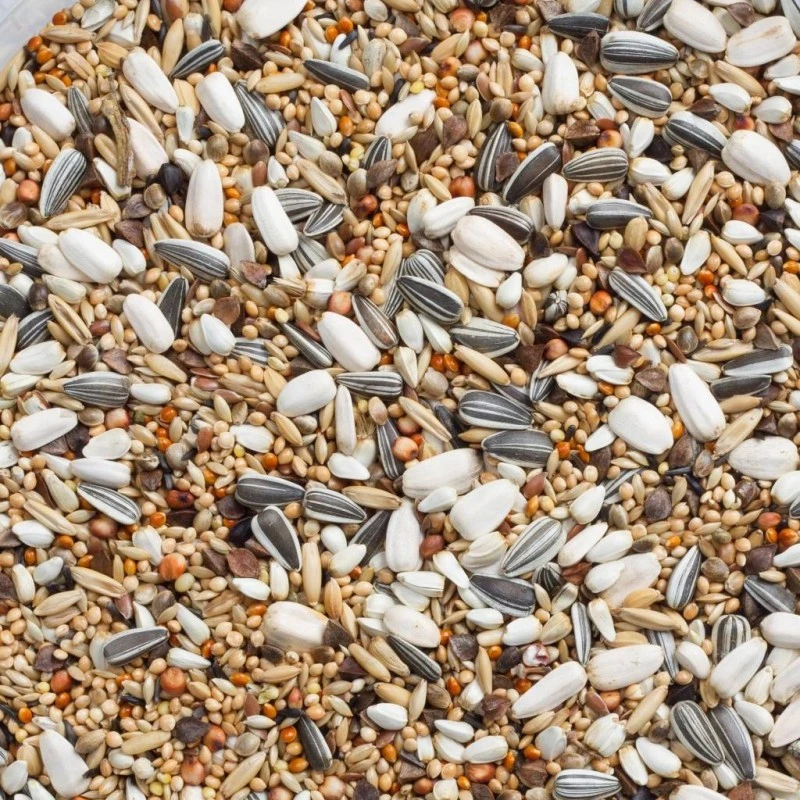 N°69 Grandes Perruches Avec Tournesols 20kg - Deli Nature 4 N°69 Grandes Perruches Avec Tournesols 20kg - Deli Nature – Image 2