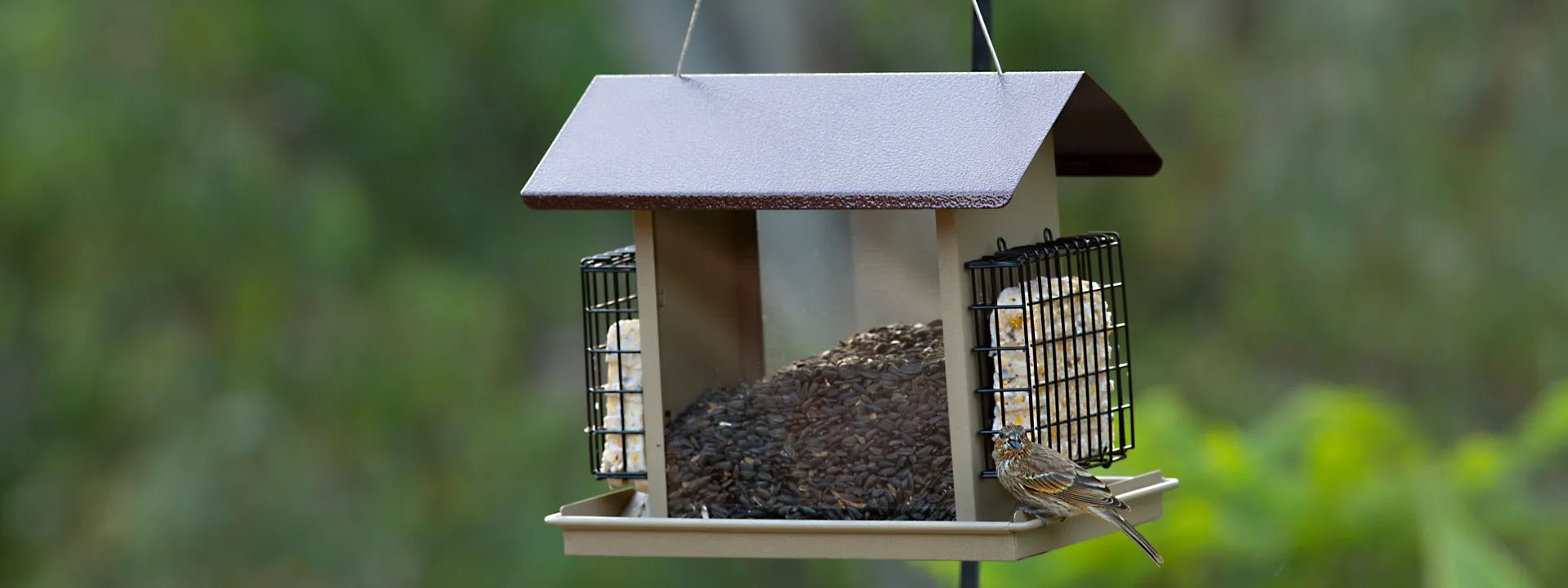 Oiseaux De Compagnie 2 Oiseaux De Compagnie -Oiseaux De Compagnie 1